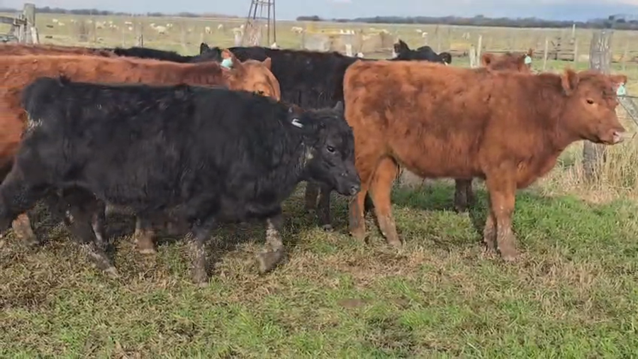 Lote 8 Terneros/as