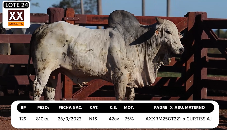 Lote LOTE 24