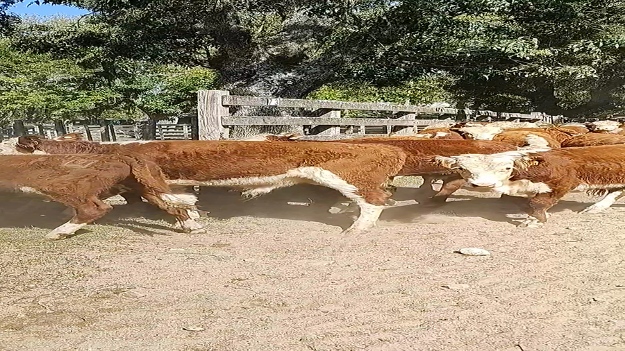 Lote 76 Terneros en Melo, Cerro Largo