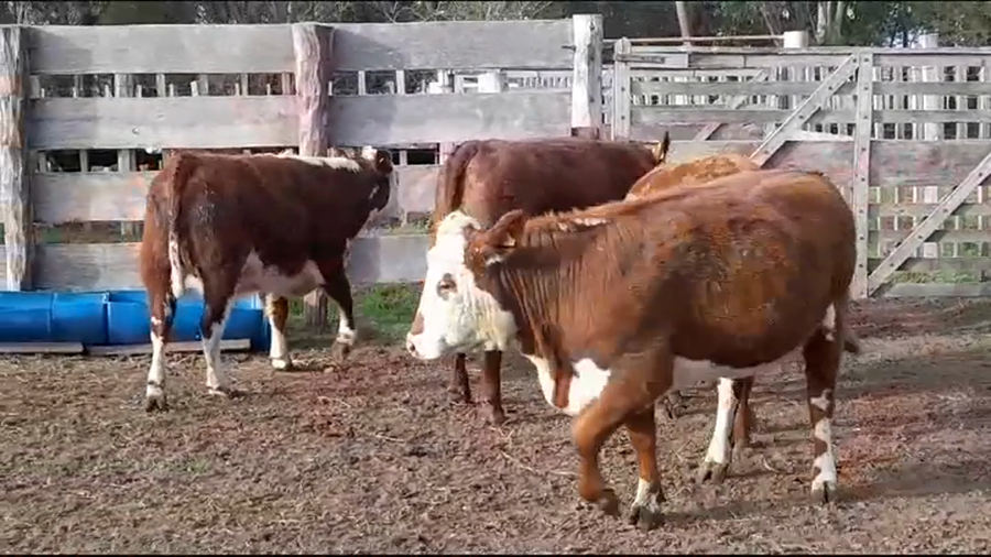 Lote VAQUILLONAS GORDAS