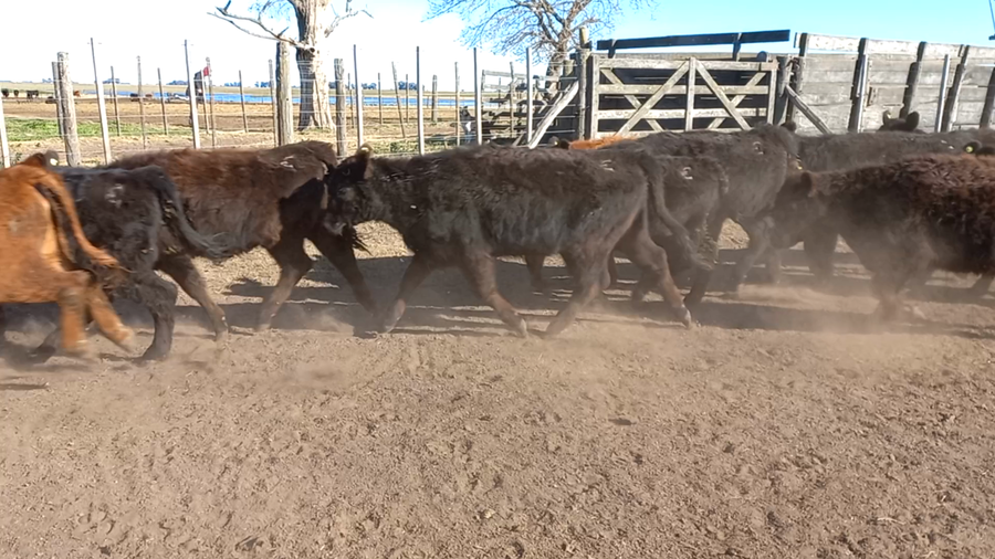 Lote 60 Terneros/as en Bolívar, Buenos Aires