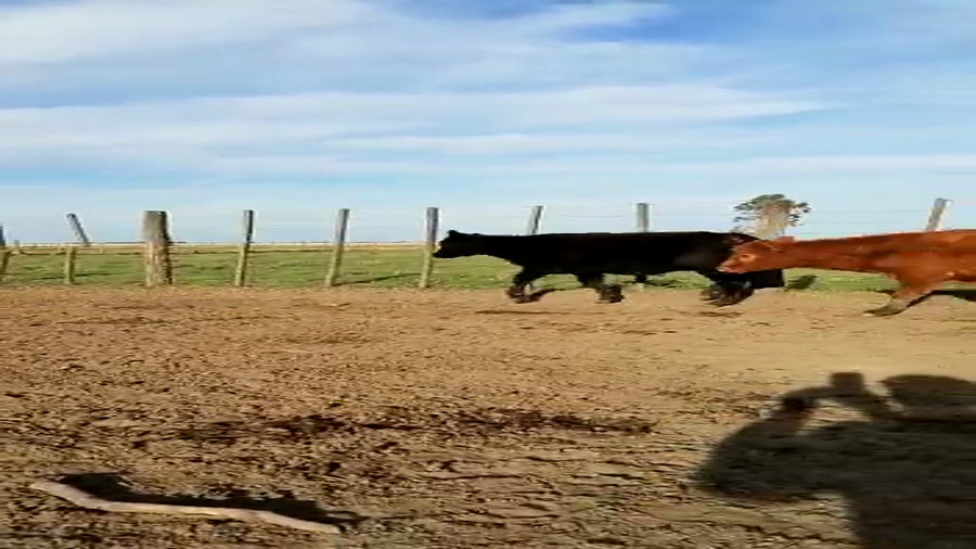 Lote 70 Terneros/as en De la Garma, Buenos Aires