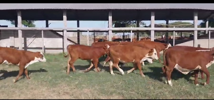 Lote 140 Terneras en Corrientes, Curuzú-Cuatiá