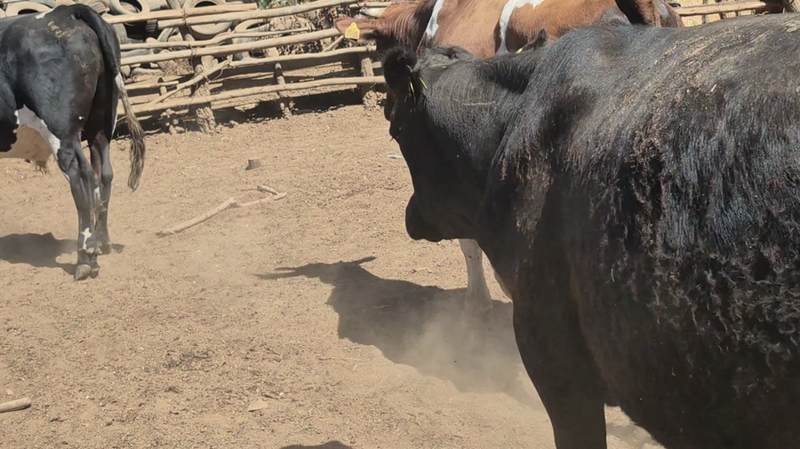 Lote 45 Novillo Gordo en San Rafael, VII  Región Maule