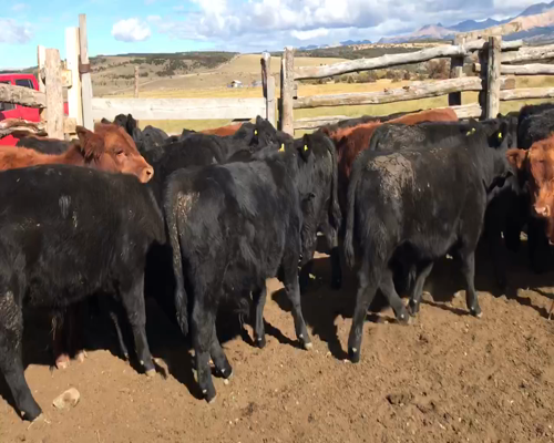 Lote 30 Ternero en Coyhaique, XI Región Aysén