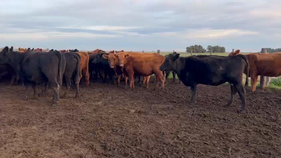 Lote 143 Vacas de invernar