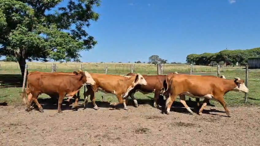 Lote 35 Vaquillonas de invernada en Corrientes, Curuzu Cuatia