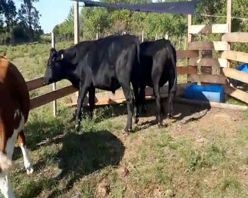 Lote 3 Novillos 1 a 2 años ANGUS Y CRUZAS a remate en Pantalla Camy 350kg - , San José