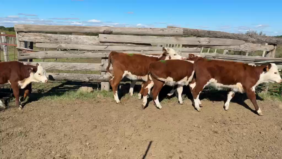 Lote TERNERAS