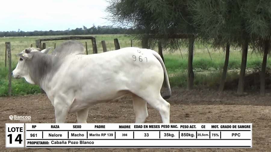 Lote Lote 14
