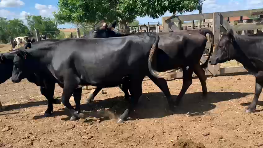 Lote 44 Vaquillonas Kiwi