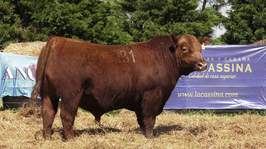 Lote TOROS ANGUS PURO CONTROLADO