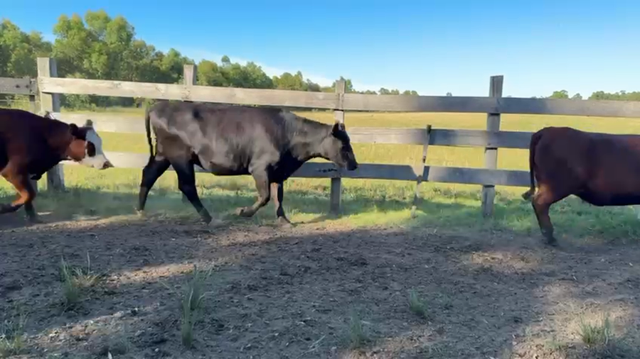 Lote VAQUILLONAS 1 a 2 AÑOS