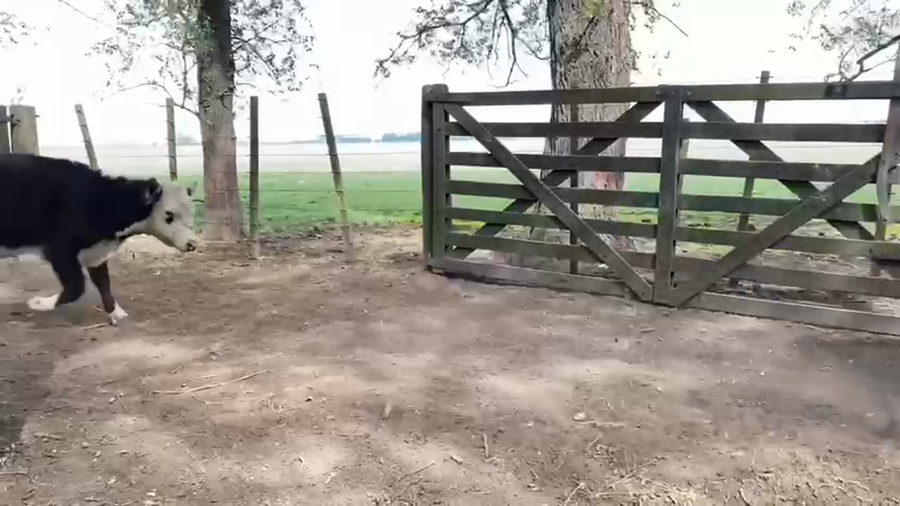 Lote 75 Terneros en Cañuelas, Buenos Aires