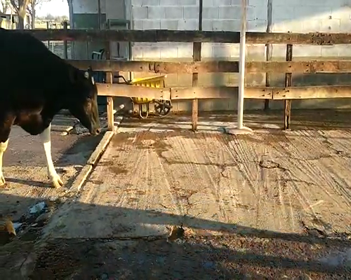 Lote La magdalena 1 toro 1417