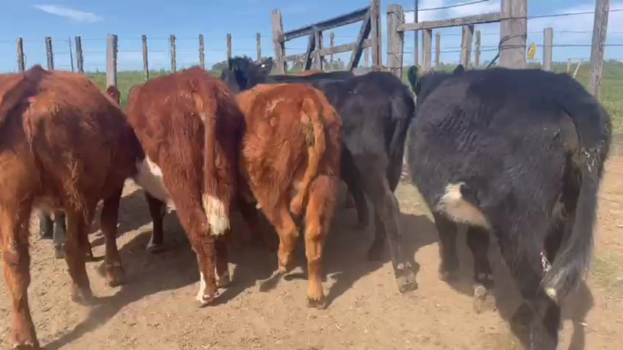 Lote 10 Vaquillonas 1 a 2 años ANGUS Y HEREFORD a remate en REMATE POR PANTALLA 310kg - , San José