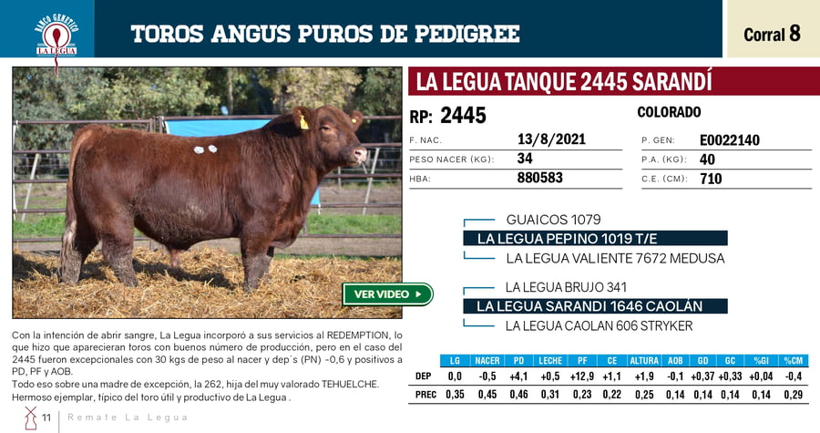 Lote TOROS PP