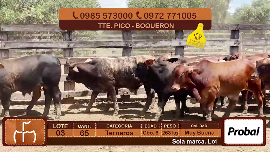 Lote Terneros Cbo 6
