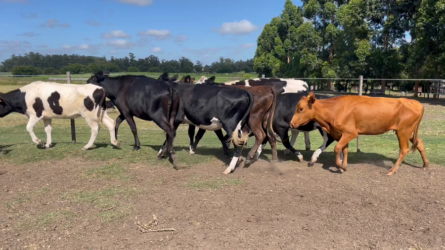 Lote VAQUILLONAS 1 a 2 AÑOS