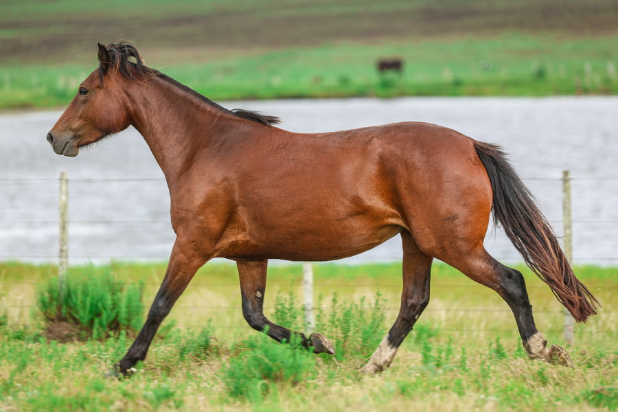Lote CATANDUVA IBERA
