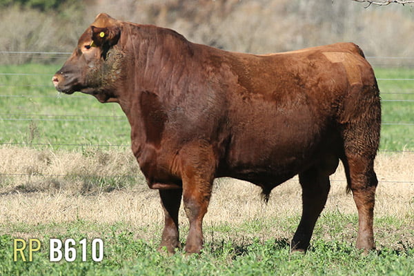 Lote 3 TOROS PUROS DE PEDIGREE