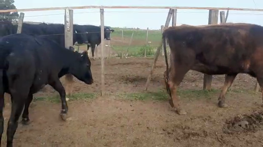 Lote 5 Vaquillonas 1 a 2 años HOLANDO a remate en PANTALLA CAMY - SAN JOSE  1500 VACUNOS 380kg - , San José