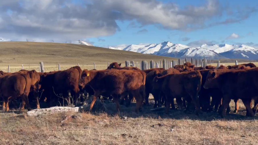 Lote 40 Ternero en Coyhaique, XI Región Aysén