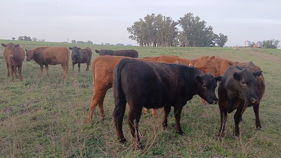 Lote 18 Vaquillonas P/ entorar