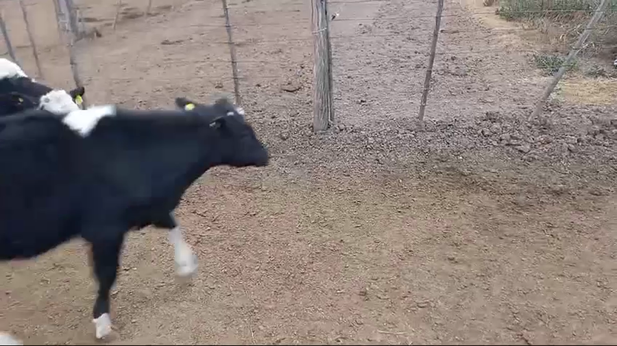 Lote 40 Novillitos Holando Argentino en Brinkmann, Córdoba