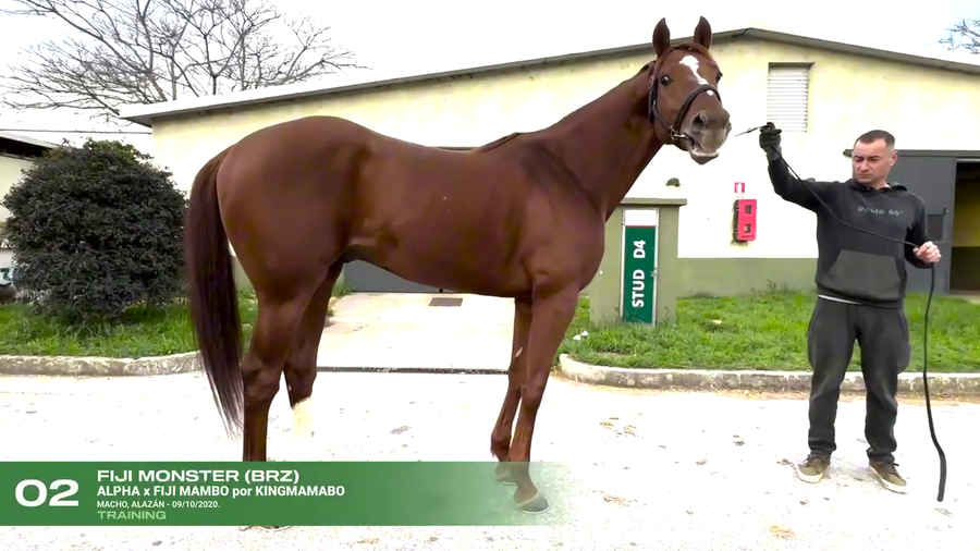 Lote FIJI MONSTER (BRZ)