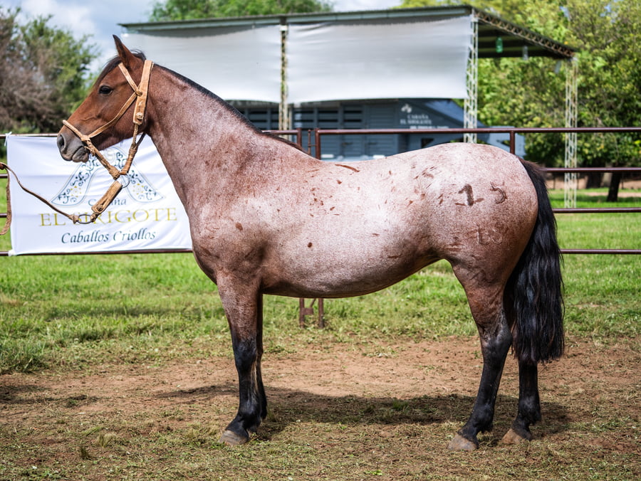 Lote BOZALEJO GAVIOTA