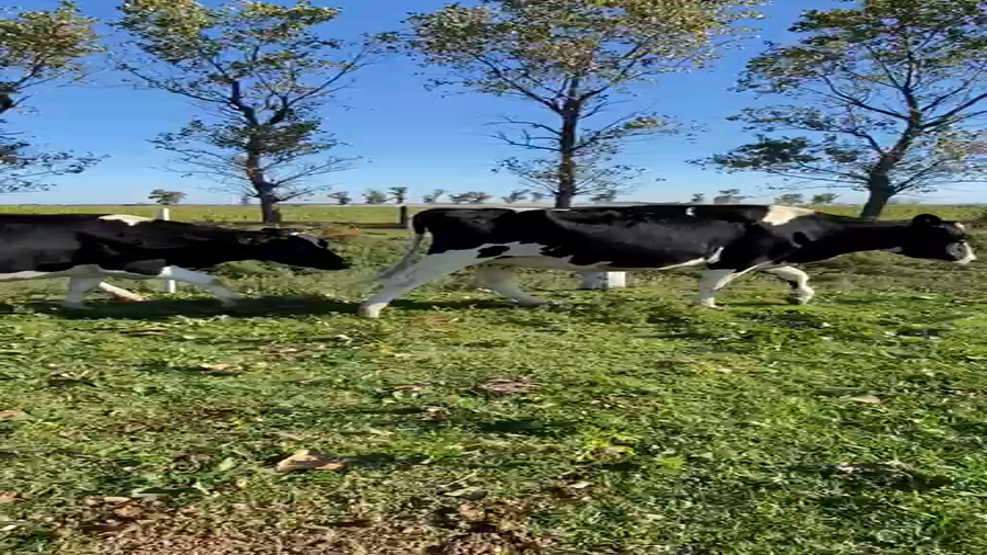 Lote Vaquillonas Preñadas Lala Regina S.R.L