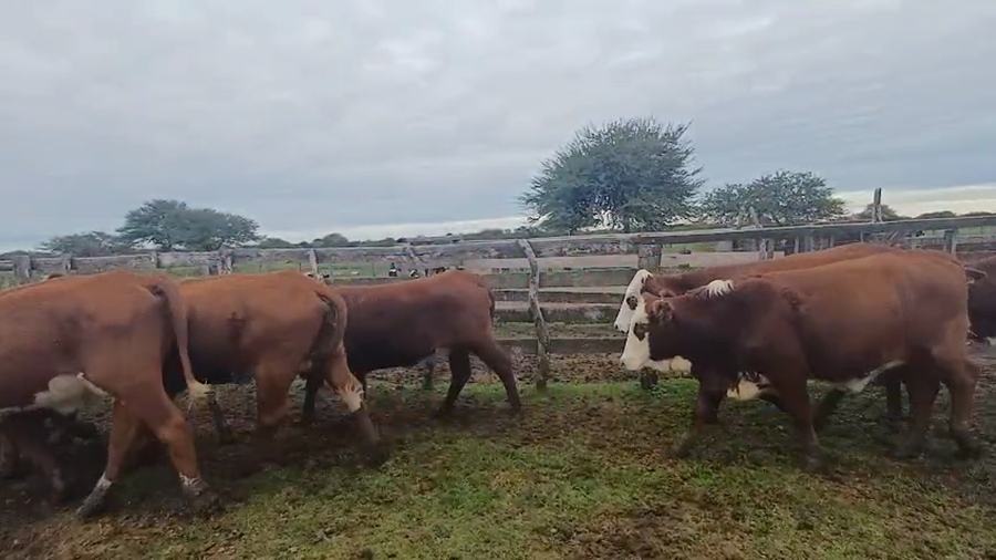 Lote 25 Vaquillonas C/ gtia de preñez