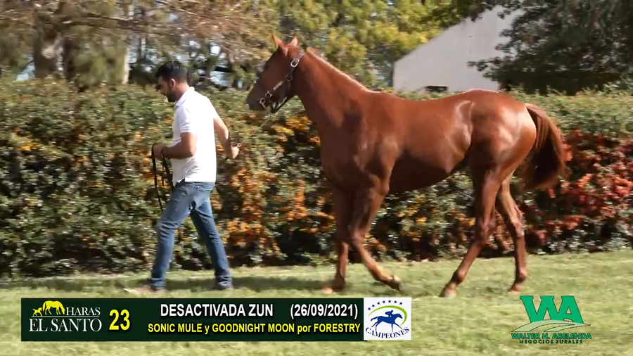 Lote DESACTIVADA ZUN