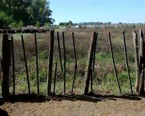 Lote 65 Novillitos en Brandsen, Buenos Aires