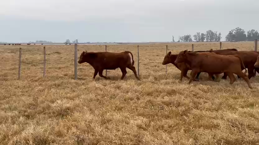 Lote 70 Terneros