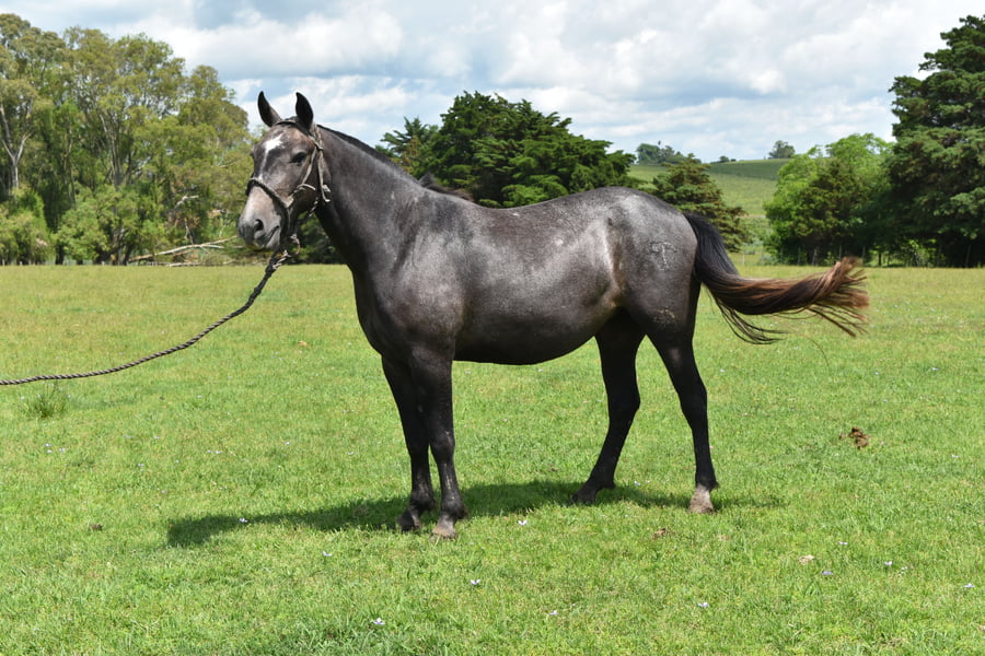 Lote RP 150 - PANDILLERA TURENA