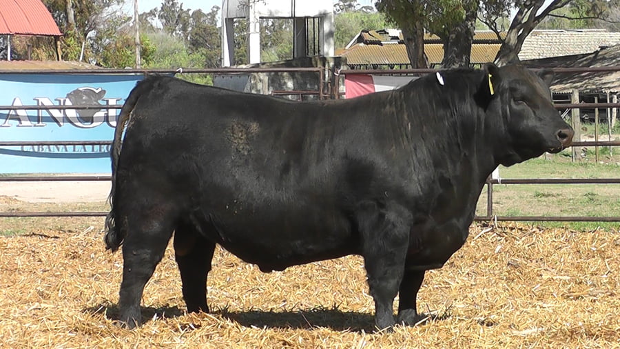 Lote TOROS ANGUS PP