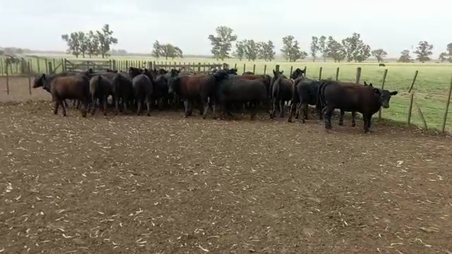Lote 40 Vaquillonas en Lincoln, Buenos Aires