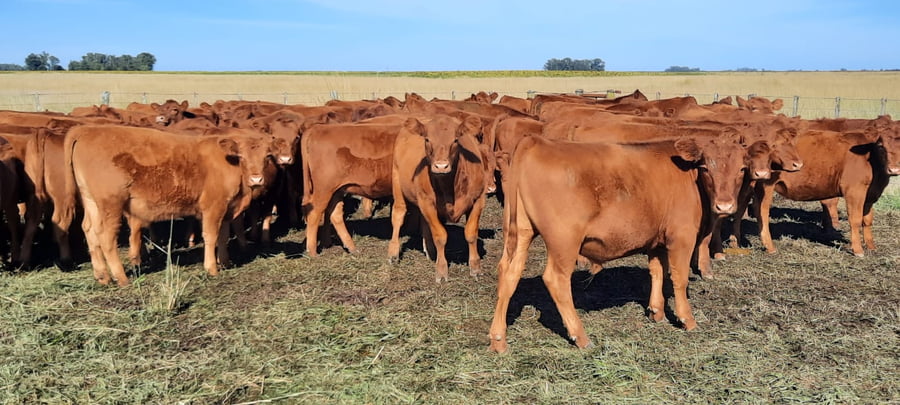 Lote 60 Terneros en Gral. Lamadrid, Buenos Aires