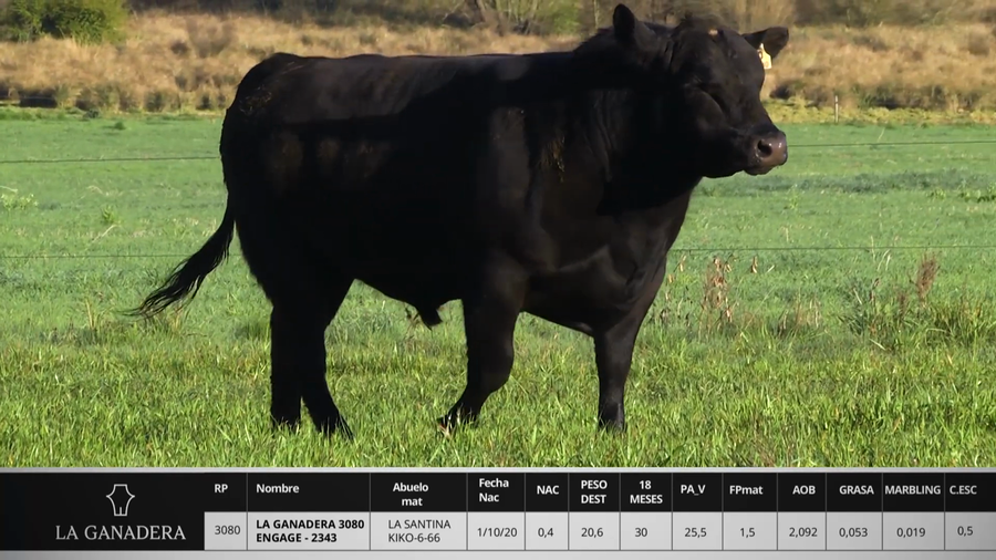 Lote LA GANADERA 3080 ENGAGE - 2343