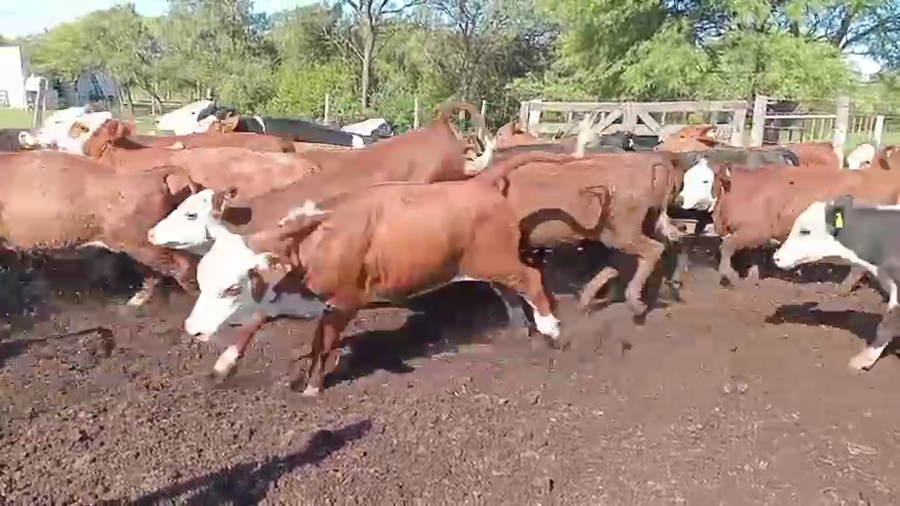 Lote 40 Novillitos y Vaquillonas Braford en Las Varas, Córdoba