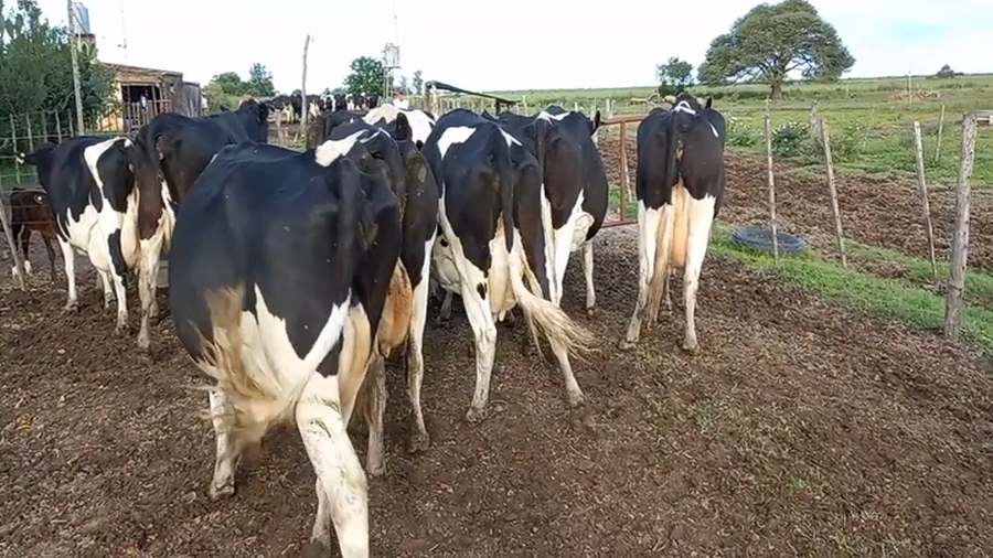 Lote Vacas En Produccion - Carina Redigonda