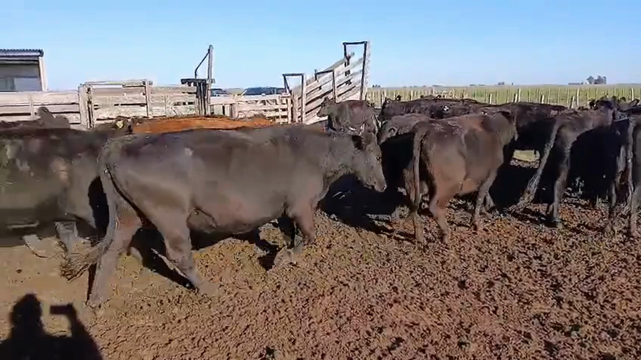 Lote 38 Vacas nuevas Preñadas en Buenos Aires, Bolívar