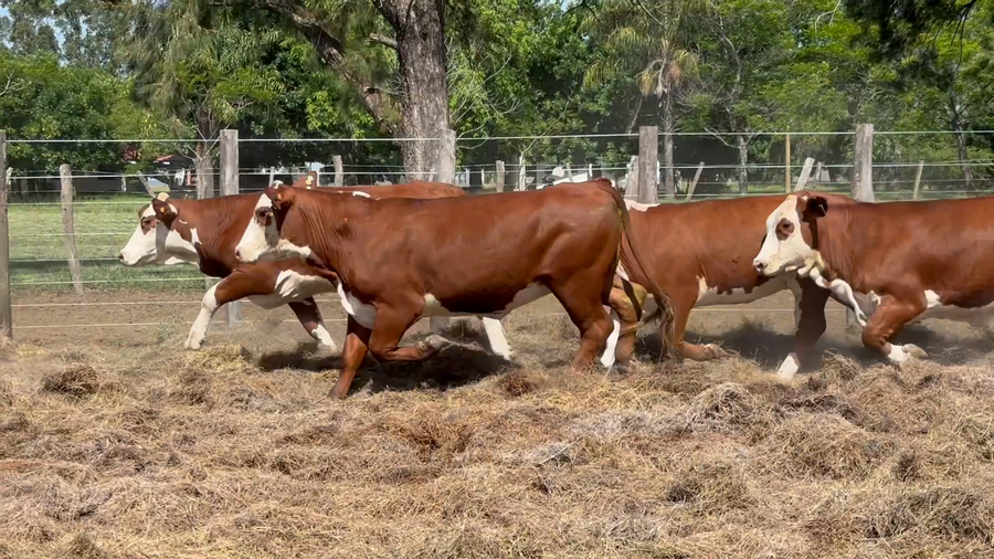 Lote 6 Vaquillonas C/ servicio