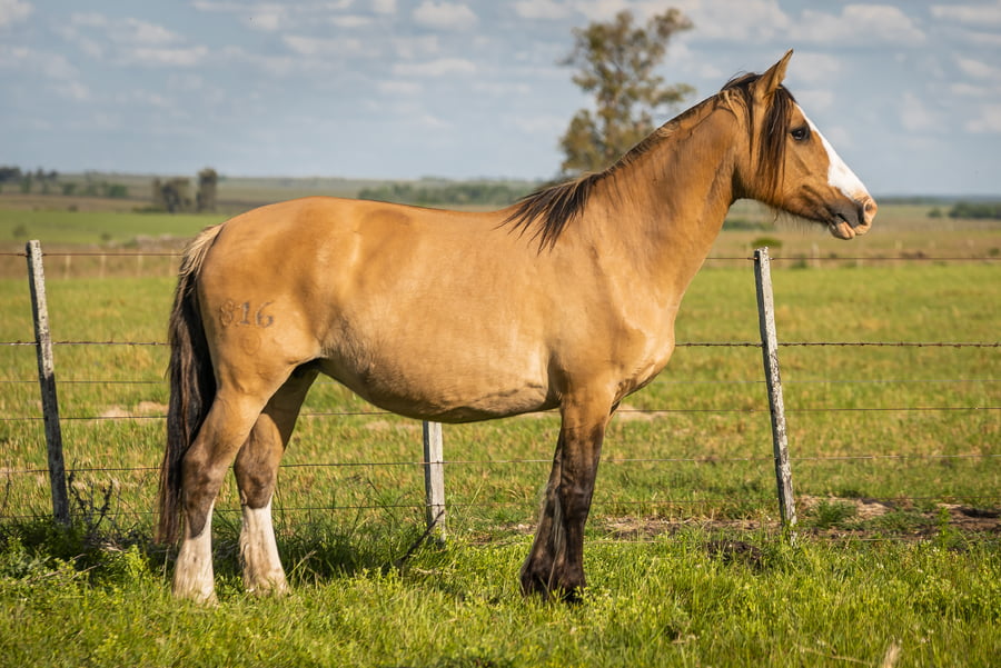 Lote PORA VALENCIANA
