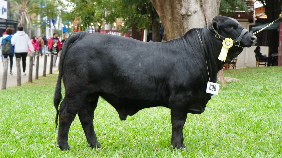 Lote Brangus a Bozal Expo 2022 RP 4474 - Lote 8