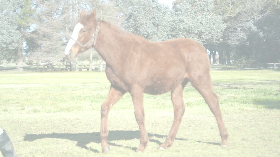 Lote LOBO SUELTO (DADDY LONG LEGS -  LA AHIJADA)