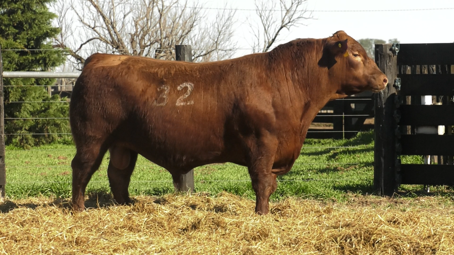 Lote TOROS ANGUS PURO CONTROLADO