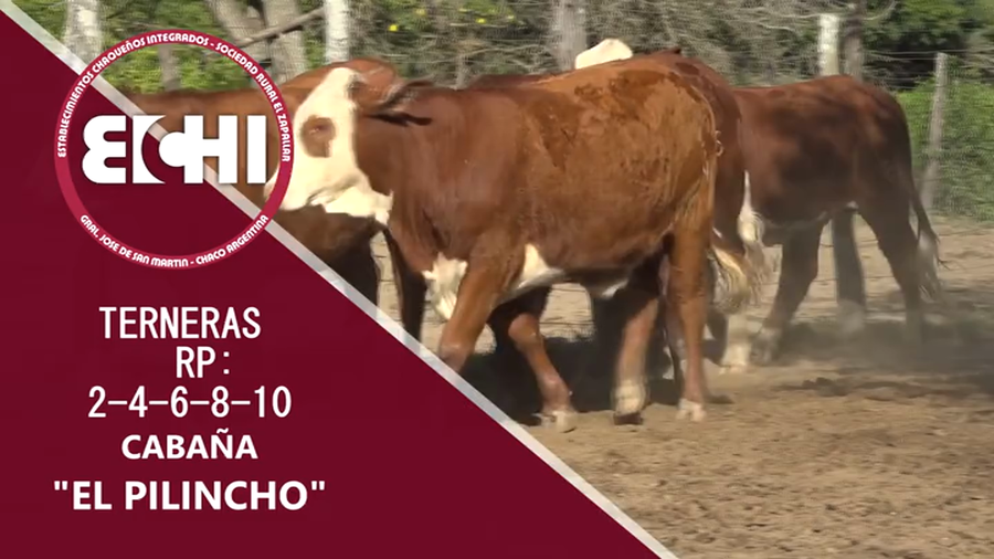 Lote TERNERAS BRAFORD CABAÑA EL PILINCHO